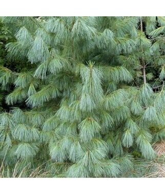 Pušis himalajinė (Pinus wallichiana)